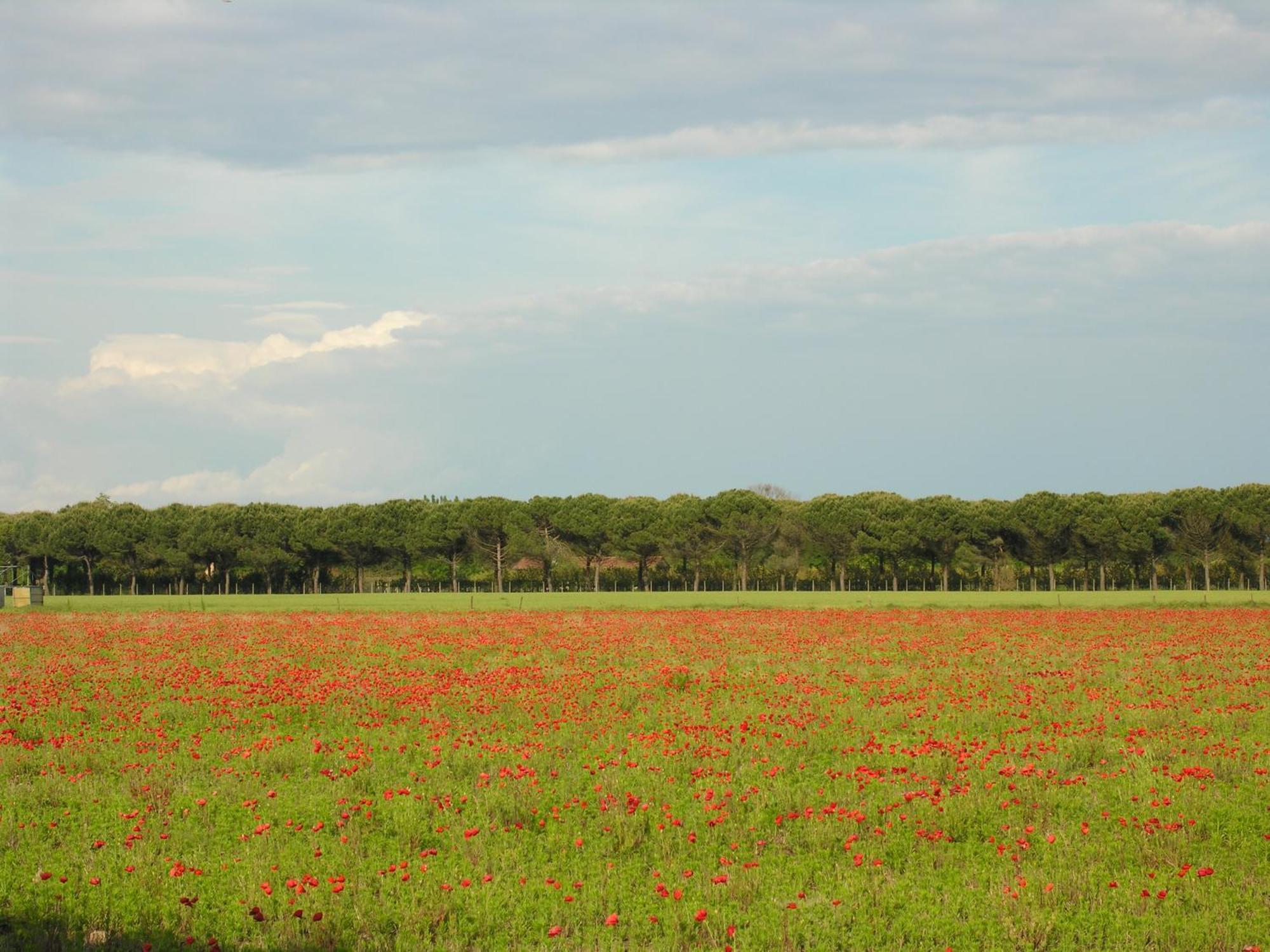 Bosco Dell'impero Apartment Bibione